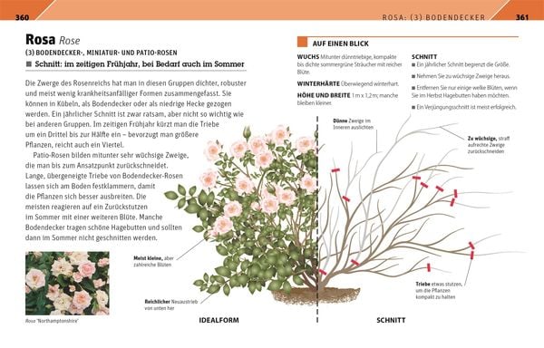 Produktbild: Gartenwissen Pflanzenschnitt