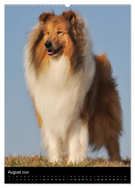 Produktbild: Collie 2026 (hochwertiger Premium Wandkalender 2026 DIN A2 hoch), Kunstdruck in Hochglanz