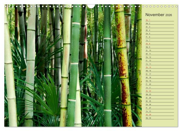 Produktbild: BAMBUS (Wandkalender 2026 DIN A3 quer), CALVENDO Monatskalender