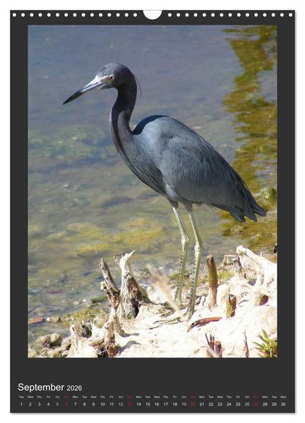 Produktbild: Herons & Egrets (Wall Calendar 2026 DIN A3 portrait), CALVENDO 12 Month Wall Calendar