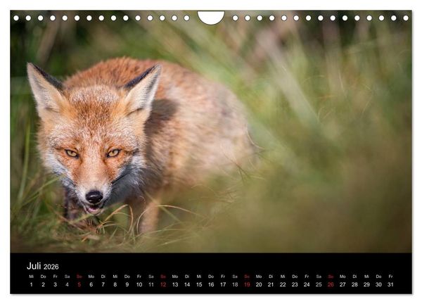 Produktbild: Rotf&uuml;chse (Wandkalender 2026 DIN A4 quer), CALVENDO Monatskalender