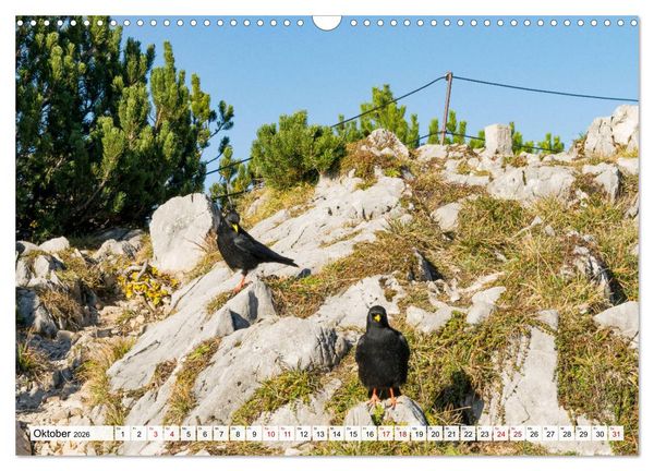 Produktbild: Der Rauschberg (Wandkalender 2026 DIN A3 quer), CALVENDO Monatskalender