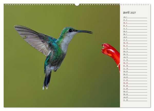 Produktbild: Colibris &ndash; &eacute;clats de nature (Calendrier mural 2027 DIN A2 vertical) calendrier de bureau