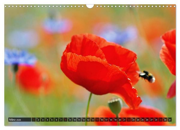 Produktbild: Farbtupfer auf sommerlichen Feldern - Mohn und Kornblumen (Wandkalender 2026 DIN A3 quer), CALVENDO Monatskalender