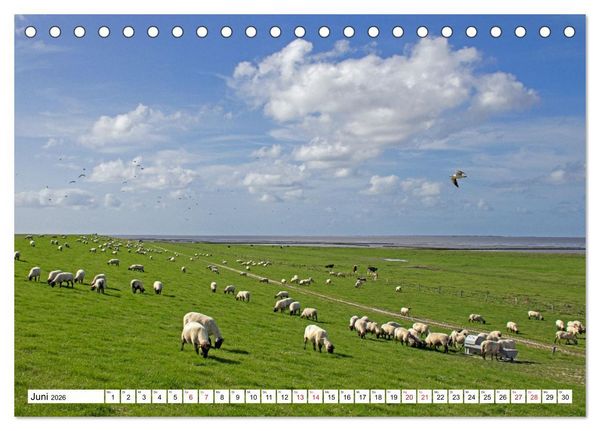 Produktbild: GREETSIEL - Schafe - Krabbenkutter - M&ouml;wen (Tischkalender 2026 DIN A5 quer), CALVENDO Monatskalender
