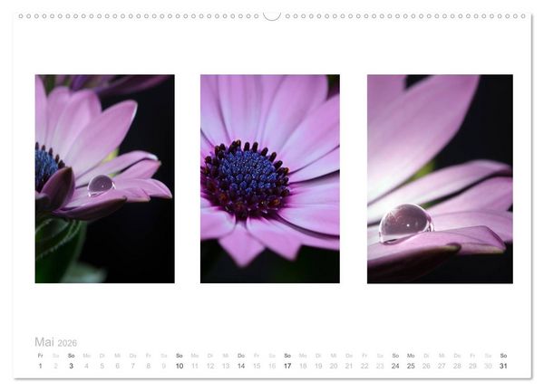 Produktbild: Blumen Trilogien (hochwertiger Premium Wandkalender 2026 DIN A2 quer), Kunstdruck in Hochglanz