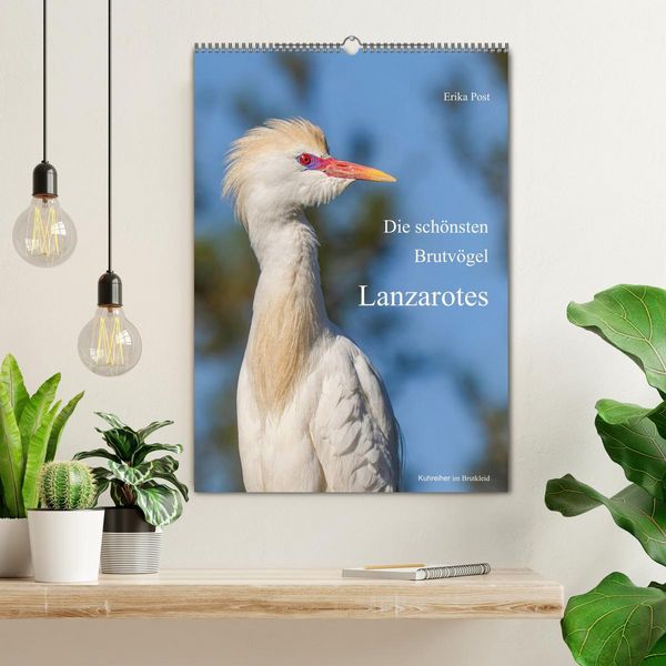 Produktbild: Die sch&ouml;nsten Brutv&ouml;gel Lanzarotes (Wandkalender 2027 DIN A2 hoch), CALVENDO Monatskalender