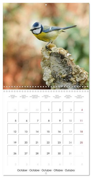 Produktbild: M&eacute;sange bleue en G&acirc;tinais (Calendrier mural carr&eacute; 2026 30x30 cm) Calendrier double avec une page pour vos prises de notes