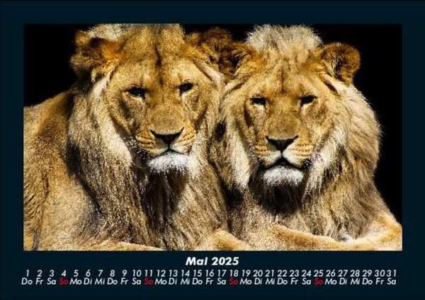 Produktbild: Welt der Tiere 2025 Fotokalender DIN A5