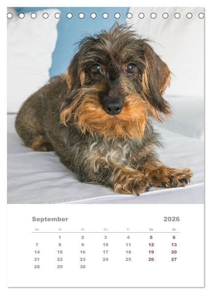 Produktbild: Dackel(augen)blicke (Tischkalender 2026 DIN A5 hoch), CALVENDO Monatskalender