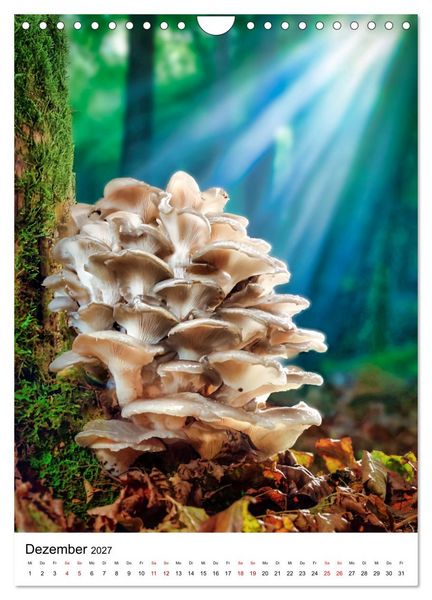 Produktbild: Pilzzeit - Leben auf dem Waldboden (Wandkalender 2027 DIN A4 hoch), CALVENDO Monatskalender