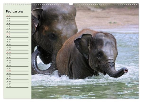 Produktbild: Elefanten. Badespa&szlig; am Strand (Wandkalender 2026 DIN A2 quer), CALVENDO Monatskalender