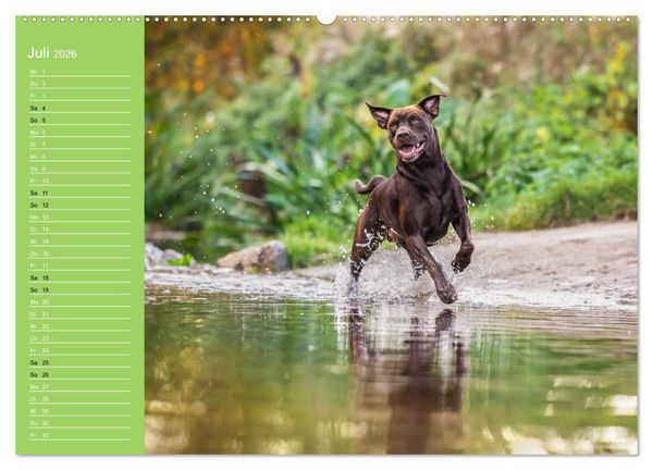 Produktbild: Hunde im Fokus (Wandkalender 2026 DIN A2 quer), CALVENDO Monatskalender