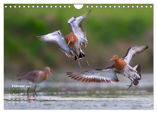 Produktbild: Wattv&ouml;gel an der Friesischen IJsselmeerk&uuml;ste (Wandkalender 2026 DIN A4 quer), CALVENDO Monatskalender