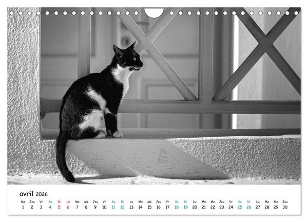 Produktbild: Chats de Santorin - Les princes d'Oia en noir et blanc (Calendrier mural 2026 DIN A4 vertical), CALVENDO calendrier mensuel