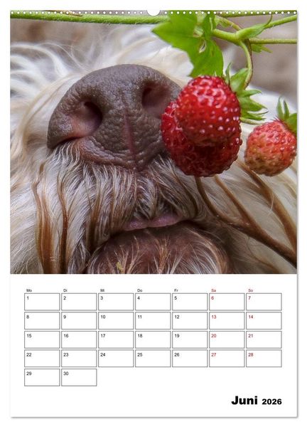 Produktbild: Lagotto Romagnolo - Lustige Zwerge (Wandkalender 2026 DIN A2 hoch), CALVENDO Monatskalender