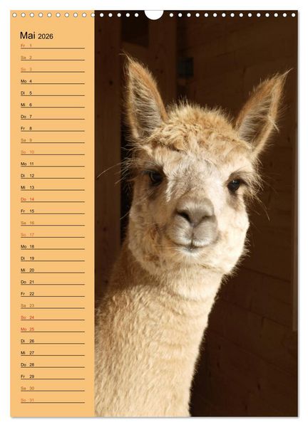 Produktbild: Alpakas zum Knuddeln gerne (Wandkalender 2026 DIN A3 hoch), CALVENDO Monatskalender