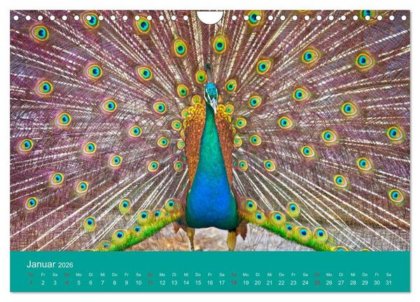 Produktbild: Wir sind die Stars am Bauernhof (Wandkalender 2026 DIN A4 quer), CALVENDO Monatskalender