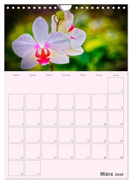 Produktbild: Nachtfalterorchideen in High Dynamic (Wandkalender 2026 DIN A4 hoch), CALVENDO Monatskalender