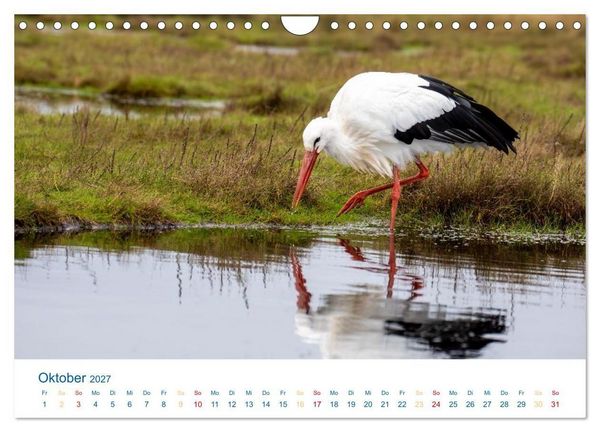 Produktbild: Sankt Peter-Ording - Str&auml;nde, D&uuml;nen, Weite (Wandkalender 2027 DIN A4 quer), CALVENDO Monatskalender