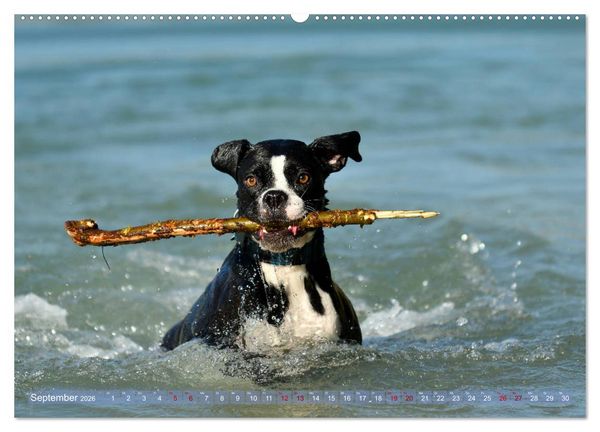 Produktbild: Gut - besser - Boxer (Wandkalender 2026 DIN A2 quer), CALVENDO Monatskalender