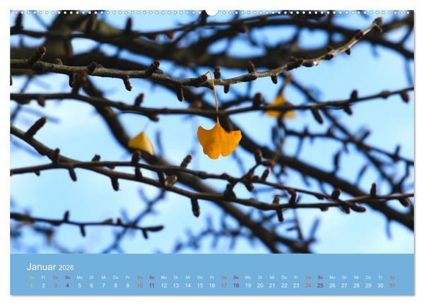 Produktbild: Geliebter Ginkgo (hochwertiger Premium Wandkalender 2026 DIN A2 quer), Kunstdruck in Hochglanz