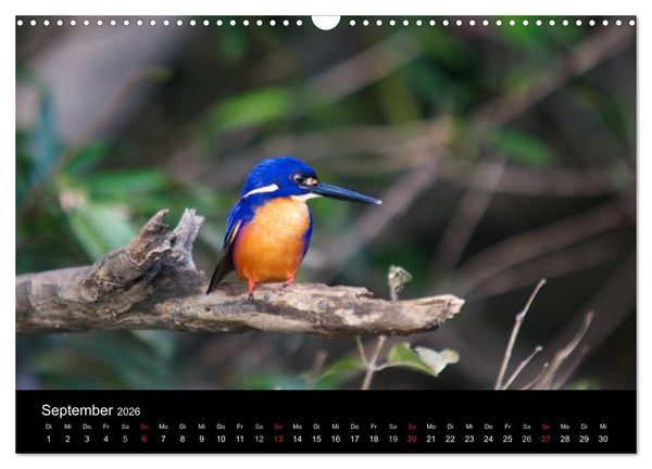 Produktbild: Wildes Australien - Naturparadies 5. Kontinent (Wandkalender 2026 DIN A3 quer), CALVENDO Monatskalender