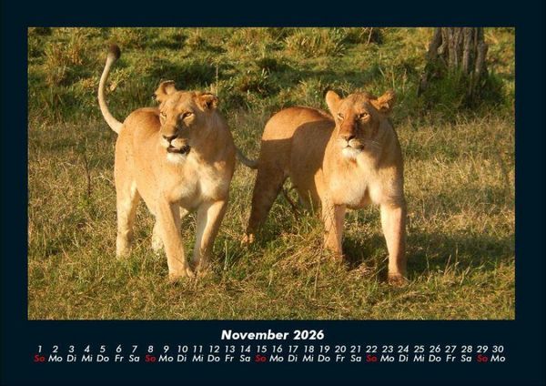 Produktbild: Tiere in der Wildnis 2026 Fotokalender DIN A4