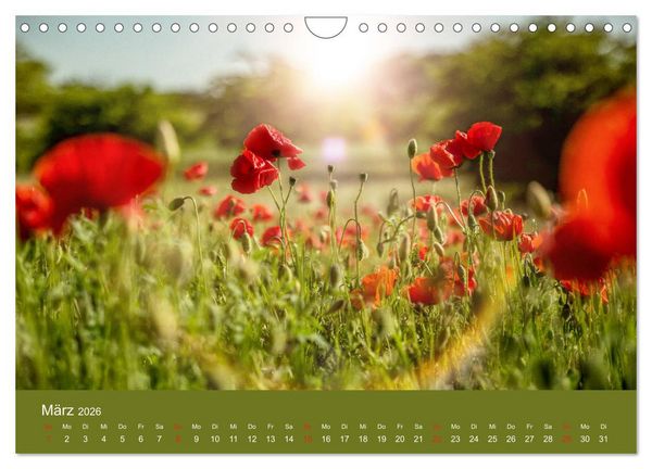 Produktbild: Mohnblumen Romantik (Wandkalender 2026 DIN A4 quer), CALVENDO Monatskalender