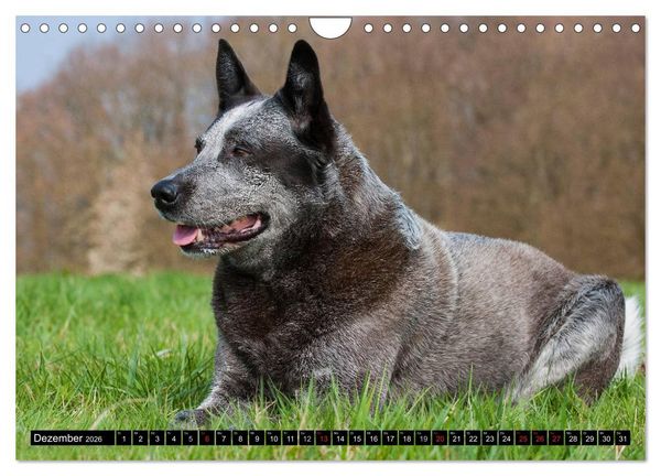 Produktbild: Power auf 4 Pfoten. Australian Cattle Dog (Wandkalender 2026 DIN A4 quer), CALVENDO Monatskalender