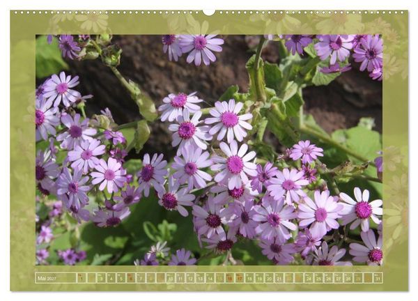 Produktbild: Wundersame Kanarenflora (hochwertiger Premium Wandkalender 2027 DIN A2 quer), Kunstdruck in Hochglanz