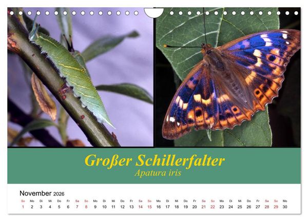 Produktbild: Zwei Leben, Raupe und Schmetterling (Wandkalender 2026 DIN A4 quer), CALVENDO Monatskalender