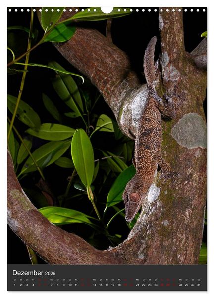 Produktbild: GECKOS (Wandkalender 2026 DIN A3 hoch), CALVENDO Monatskalender