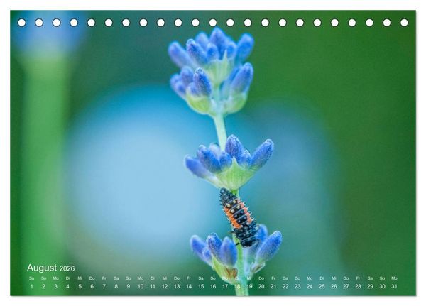 Produktbild: Eine Safari im Garten (Tischkalender 2026 DIN A5 quer), CALVENDO Monatskalender