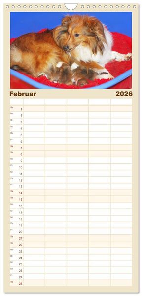 Produktbild: Familienplaner 2026 - Sheltie - Ein St&uuml;ck vom Gl&uuml;ck mit 5 Spalten (Wandkalender, 21 x 45 cm) CALVENDO