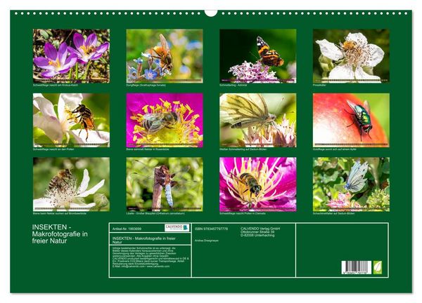 Produktbild: INSEKTEN - Makrofotografie in freier Natur (Wandkalender 2026 DIN A2 quer), CALVENDO Monatskalender