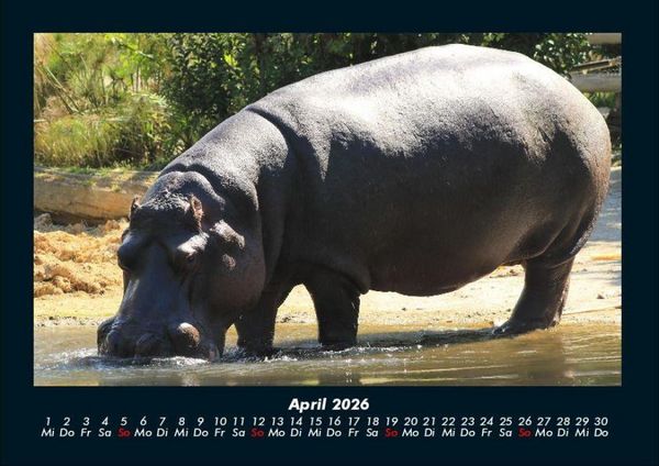 Produktbild: Welt der Tiere 2026 Fotokalender DIN A4