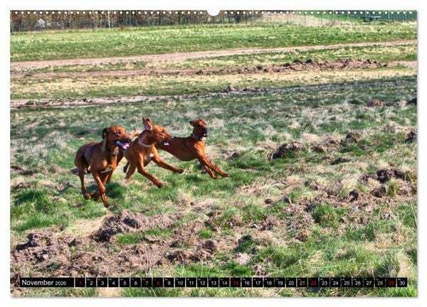 Produktbild: Rhodesian Ridgeback, Pure Lebensfreude (hochwertiger Premium Wandkalender 2026 DIN A2 quer), Kunstdruck in Hochglanz