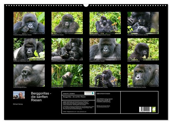 Produktbild: Berggorillas - die sanften Riesen (Wandkalender 2026 DIN A2 quer), CALVENDO Monatskalender