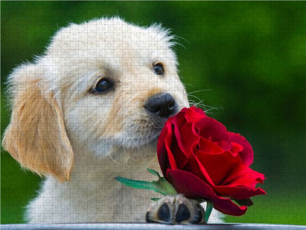 Produktbild: CALVENDO Puzzle Goldige Herzensbrecher - Golden Retriever Welpen 1000 Teile Lege-Gr&ouml;&szlig;e 64 x 48 cm Foto-Puzzle Bild von Sigrid Starick
