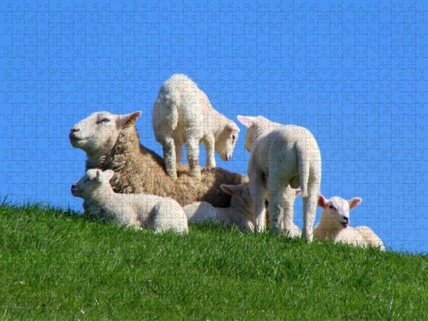 Produktbild: CALVENDO Puzzle Fr&ouml;hliche L&auml;mmer im Fr&uuml;hjahr | 1000 Teile Lege-Gr&ouml;&szlig;e 64x48cm Foto-Puzzle f&uuml;r gl&uuml;ckliche Stunden