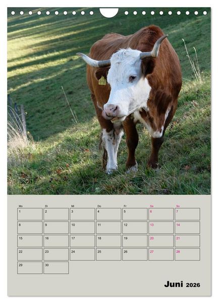 Produktbild: Kuhportraits Hornk&uuml;he (Wandkalender 2026 DIN A4 hoch), CALVENDO Monatskalender