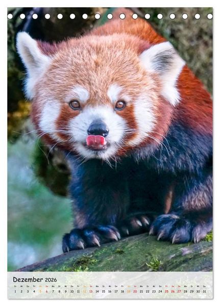 Produktbild: Roter Panda (Tischkalender 2026 DIN A5 hoch), CALVENDO Monatskalender