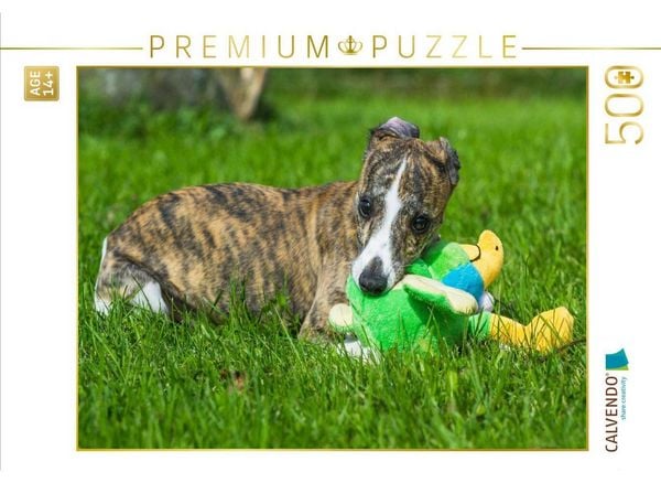 CALVENDO Puzzle Ein Motiv aus dem Kalender Schnell wie der Wind - Whippet | 500 Teile Lege-Größe 48 × 36 cm Foto-Puzzle für Erwachsene
