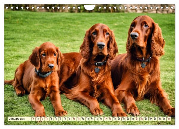 Produktbild: Irish Setter - pure grace (Wall Calendar 2026 DIN A4 landscape), CALVENDO 12 Month Wall Calendar