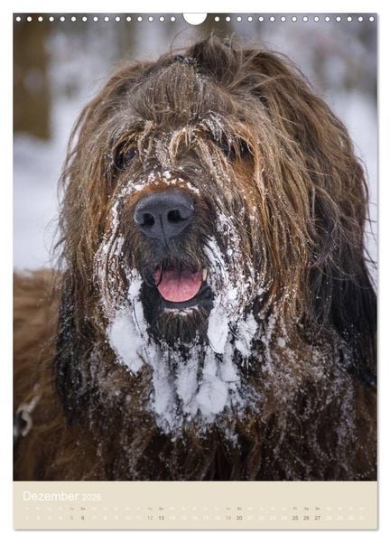 Produktbild: Briard-Gesichter (Wandkalender 2026 DIN A3 hoch), CALVENDO Monatskalender