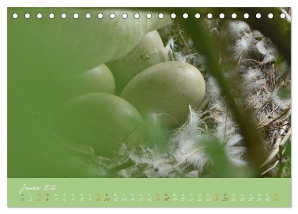 Produktbild: Schwanenfamilie, vom Ei bis zum Fliegen. (Tischkalender 2026 DIN A5 quer), CALVENDO Monatskalender
