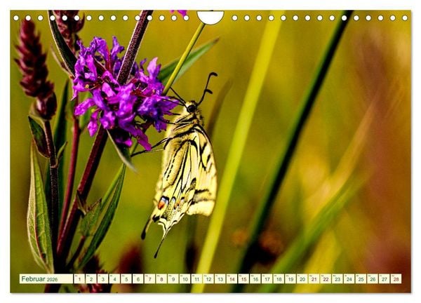 Produktbild: Ein au&szlig;ergew&ouml;hnliches Schauspiel (Wandkalender 2026 DIN A4 quer), CALVENDO Monatskalender