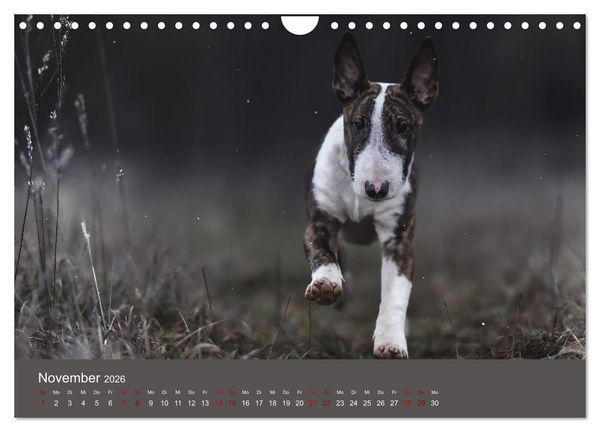 Produktbild: Fantastische Bullterrier - Sieger im Herzen (Wandkalender 2026 DIN A4 quer), CALVENDO Monatskalender