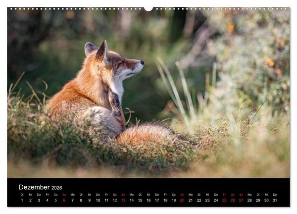 Produktbild: Rotf&uuml;chse (hochwertiger Premium Wandkalender 2026 DIN A2 quer), Kunstdruck in Hochglanz